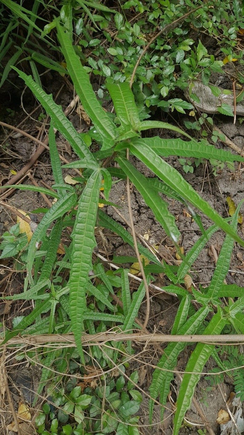 Ficus ulmifolia photo 4