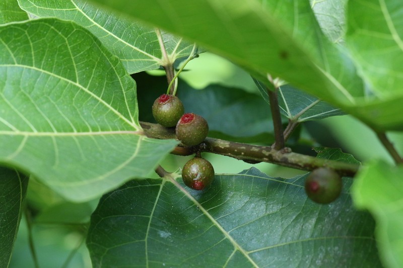 Ficus ulmifolia photo 5