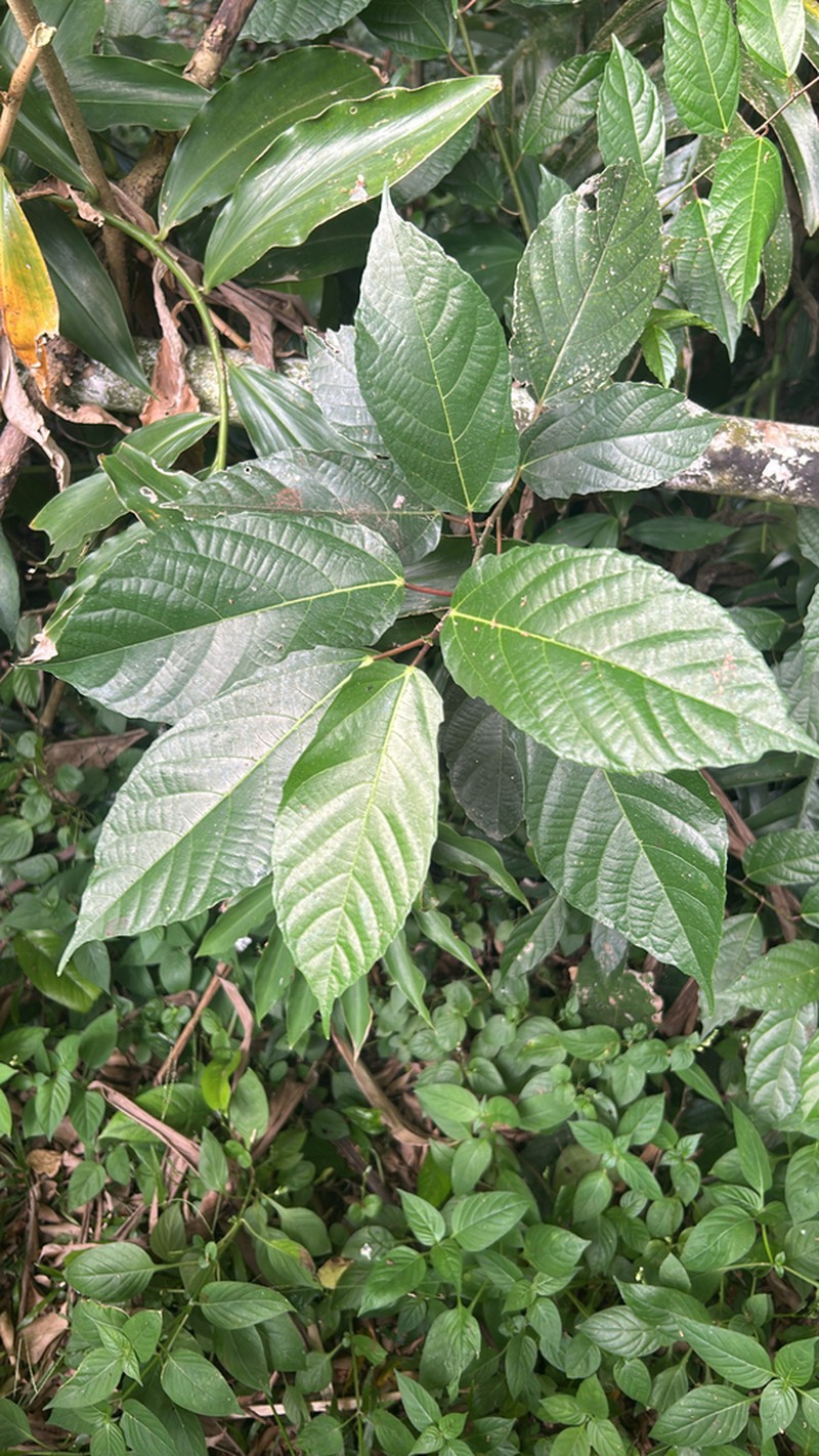 Ficus ulmifolia photo 8