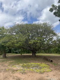 Ficus umbellata