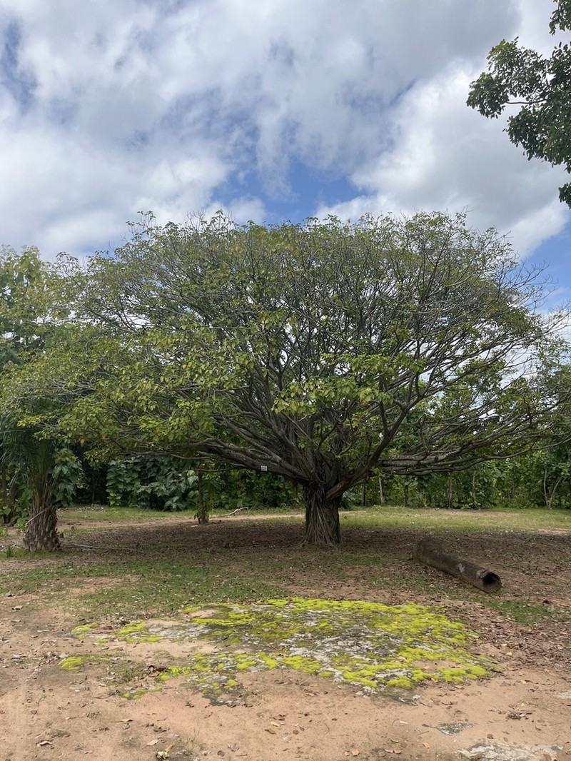 Ficus umbellata