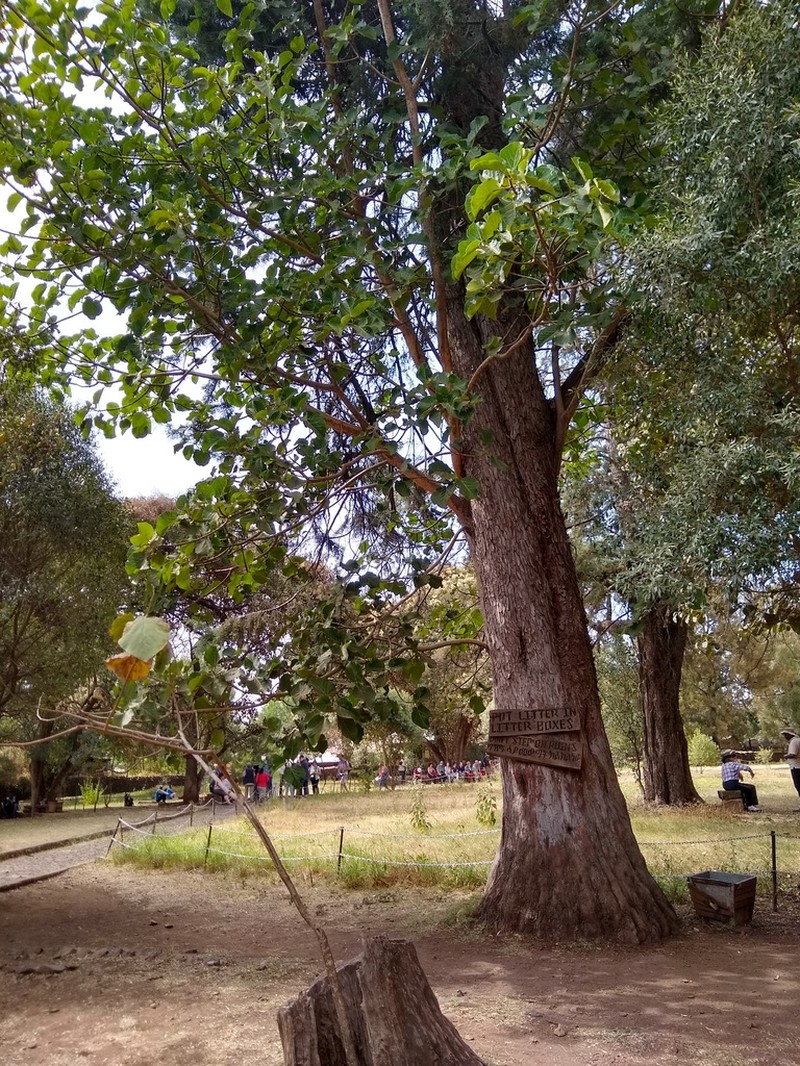 Ficus umbellata photo 2