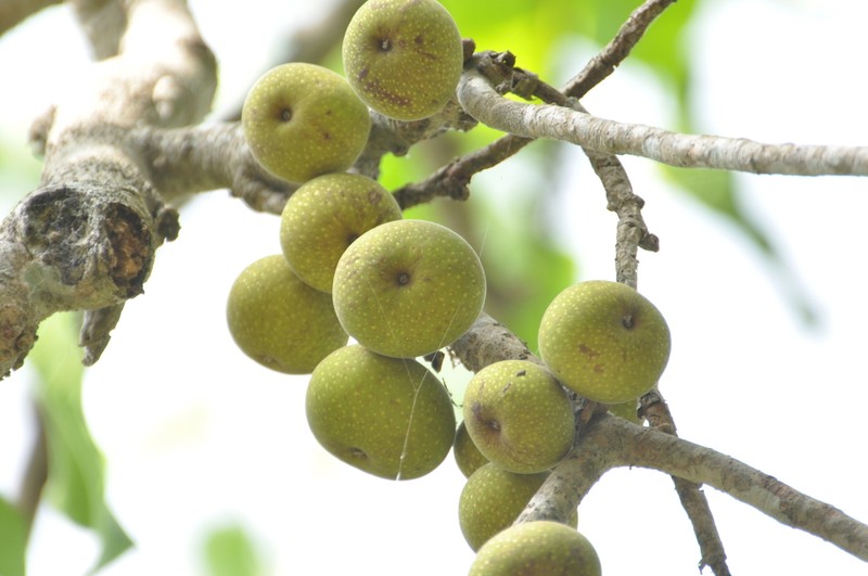 Ficus umbellata photo 3