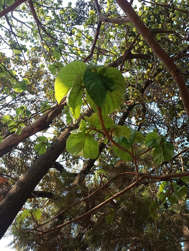 Ficus umbellata photo 4