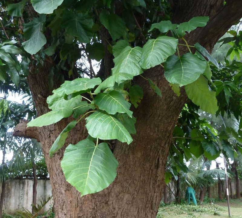 Ficus umbellata photo 5