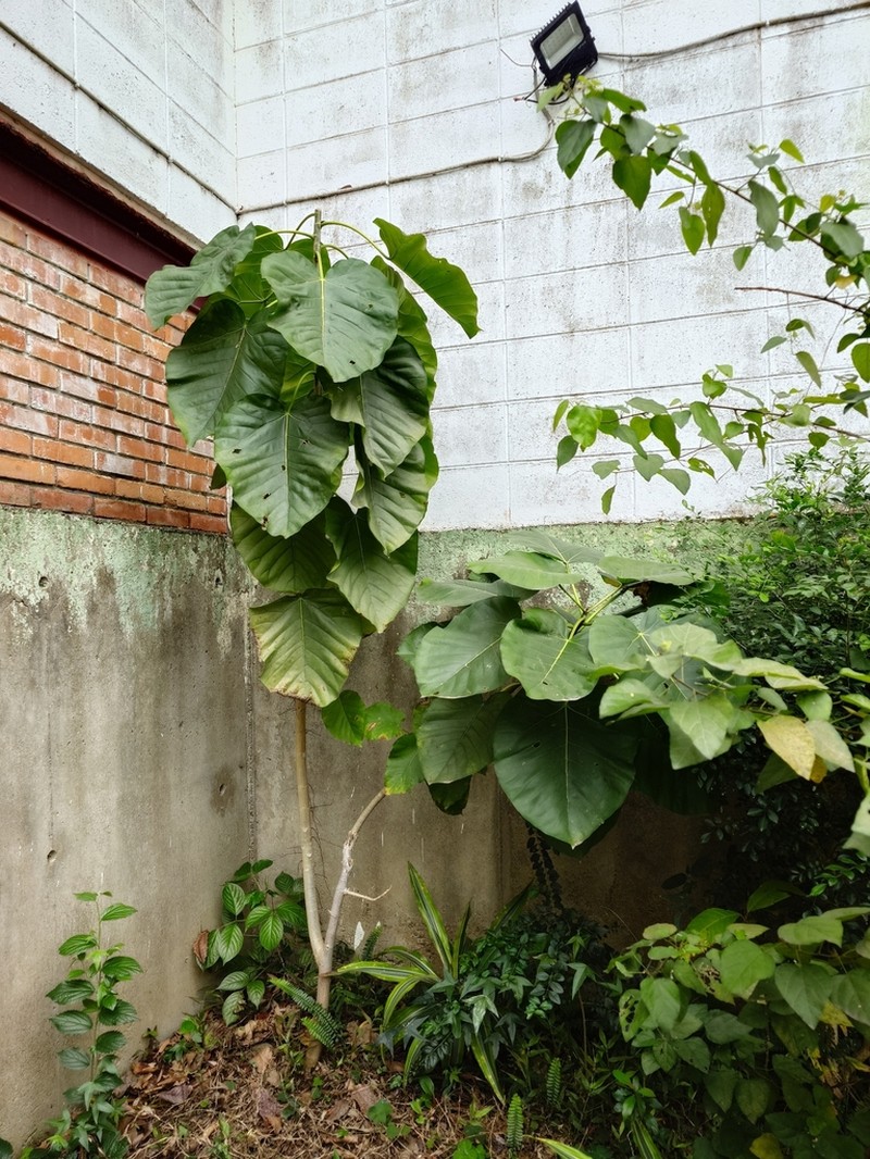 Ficus umbellata photo 6