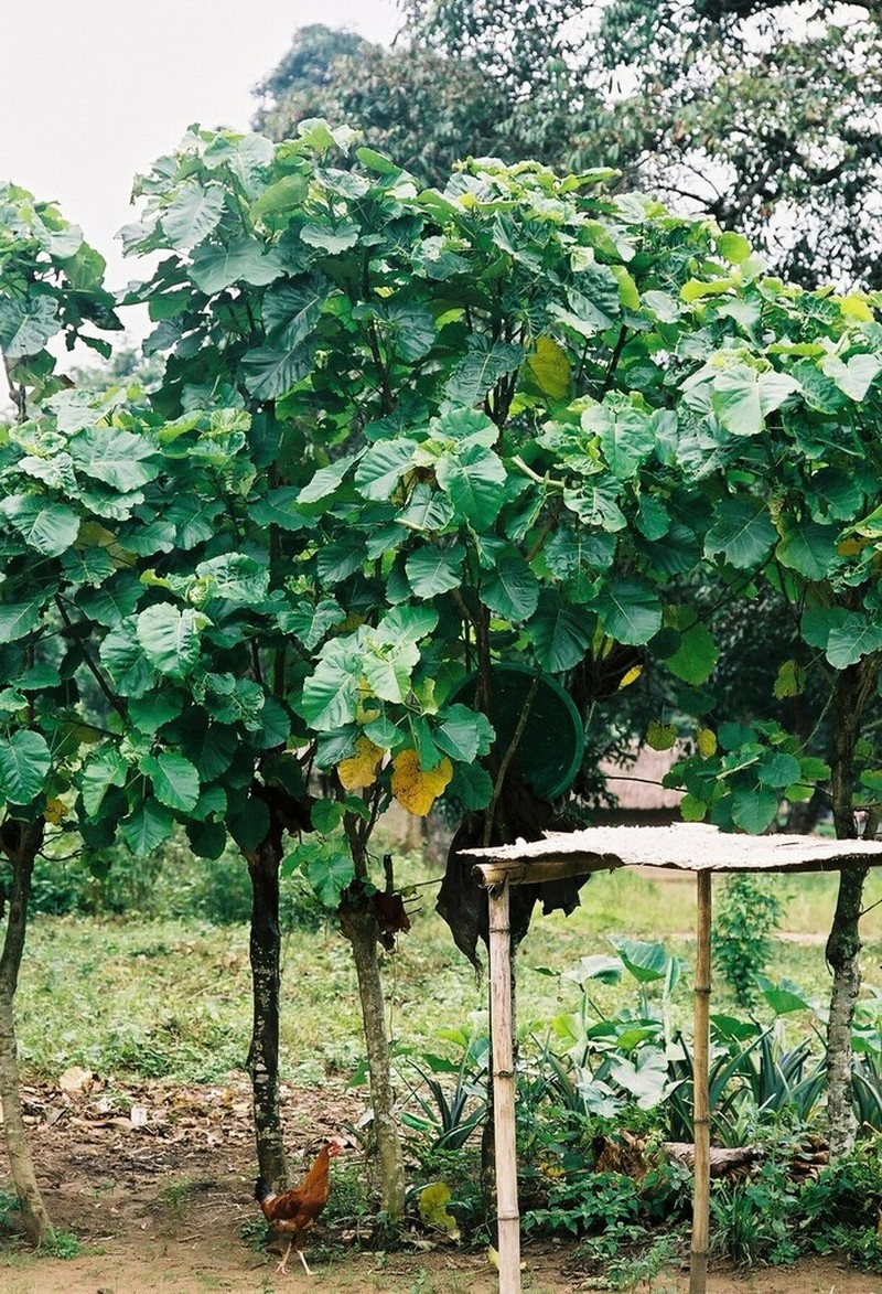 Ficus umbellata photo 7
