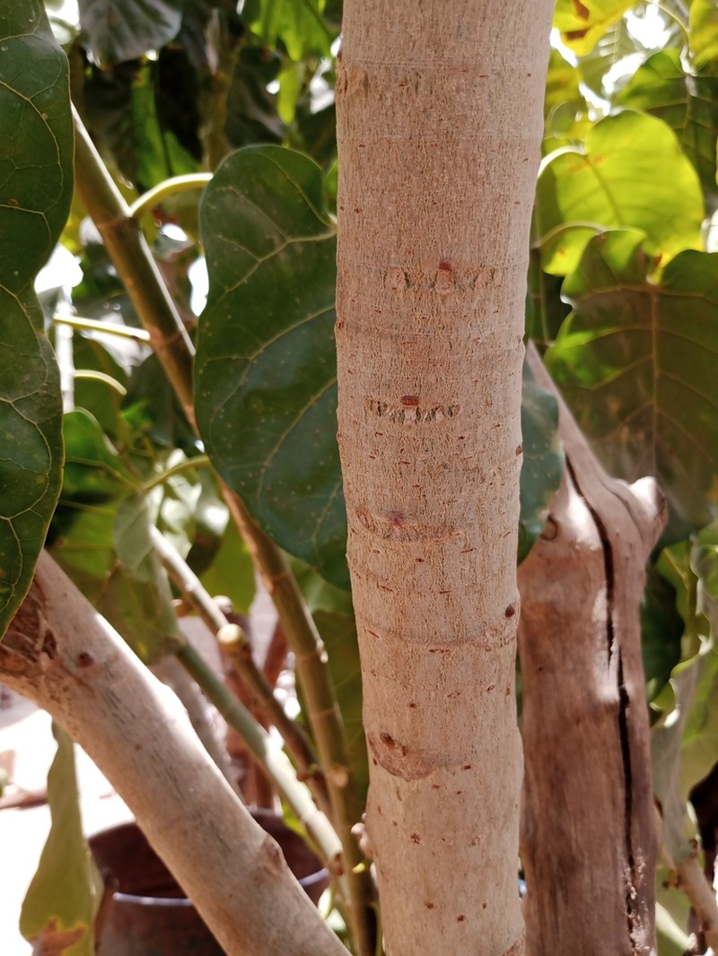 Ficus umbellata photo 8