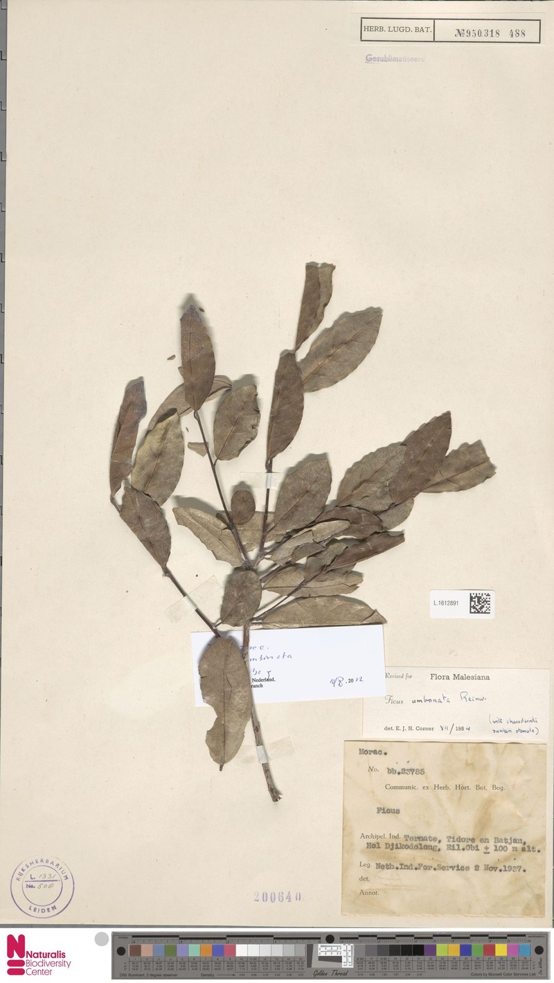 Ficus umbonata