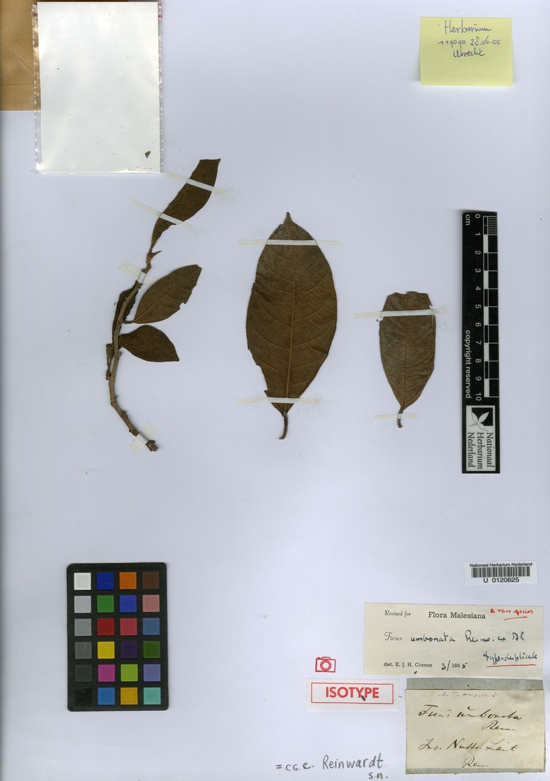 Ficus umbonata photo 2