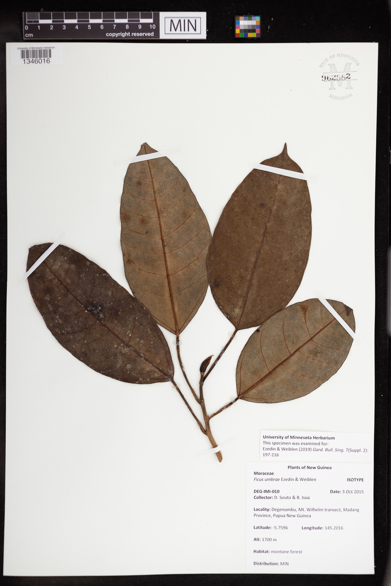 Ficus umbrae
