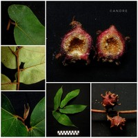 Ficus uncinata