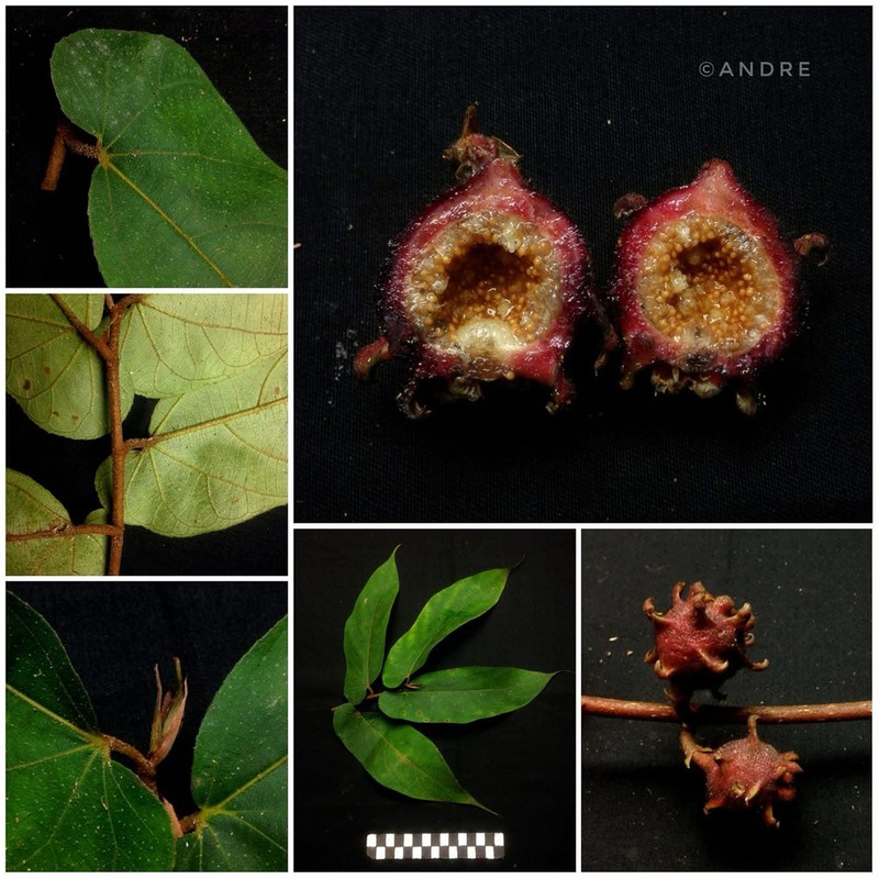 Ficus uncinata