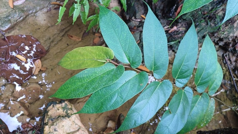 Ficus uncinata photo 2