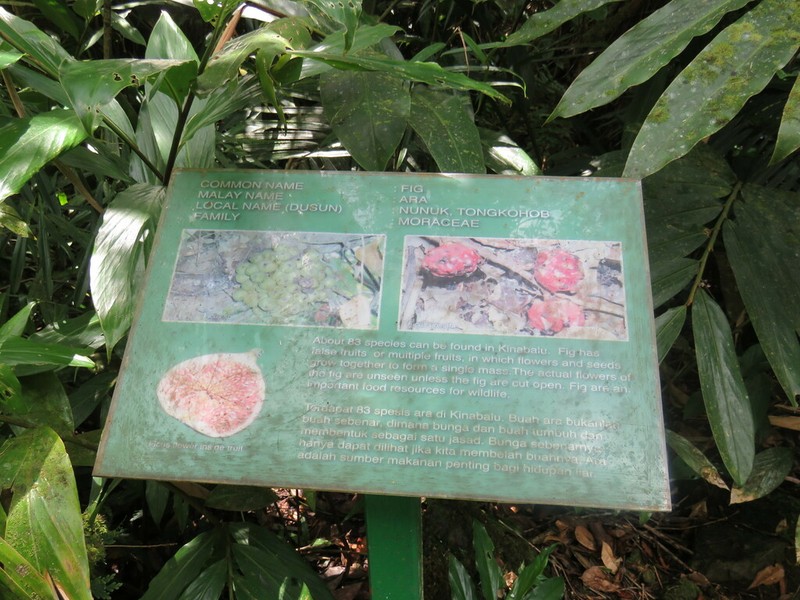 Ficus uncinata photo 4