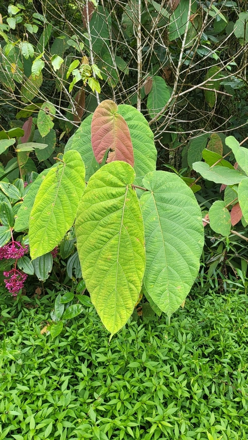 Ficus uncinata photo 5