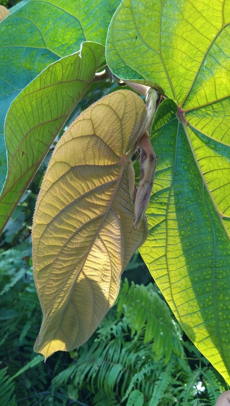 Ficus uncinata photo 7