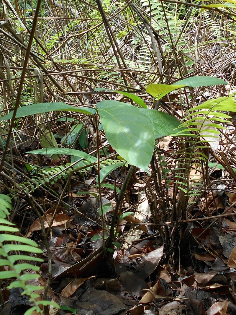 Ficus uncinata photo 8