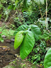 Ficus uniauriculata