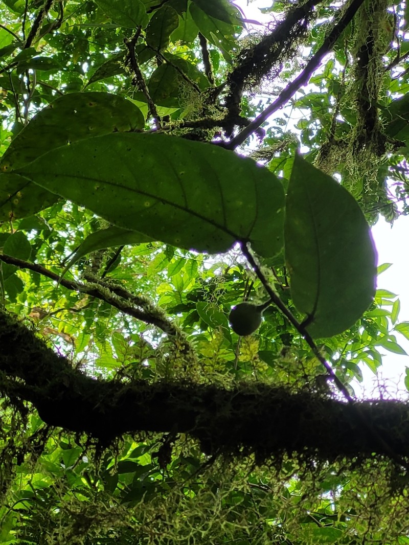 Ficus uniauriculata photo 2