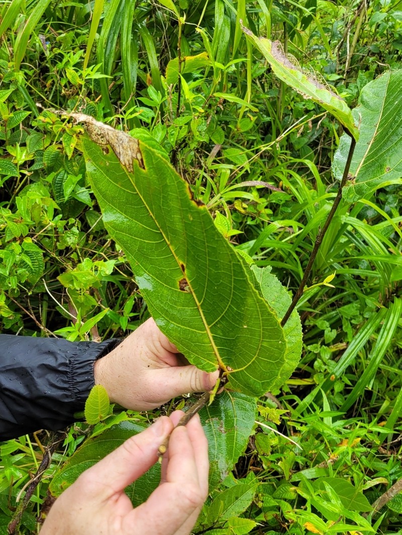 Ficus uniauriculata photo 3