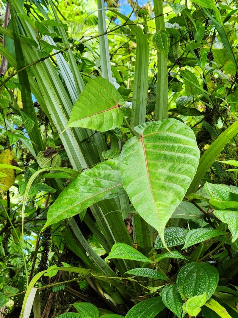 Ficus uniauriculata photo 4