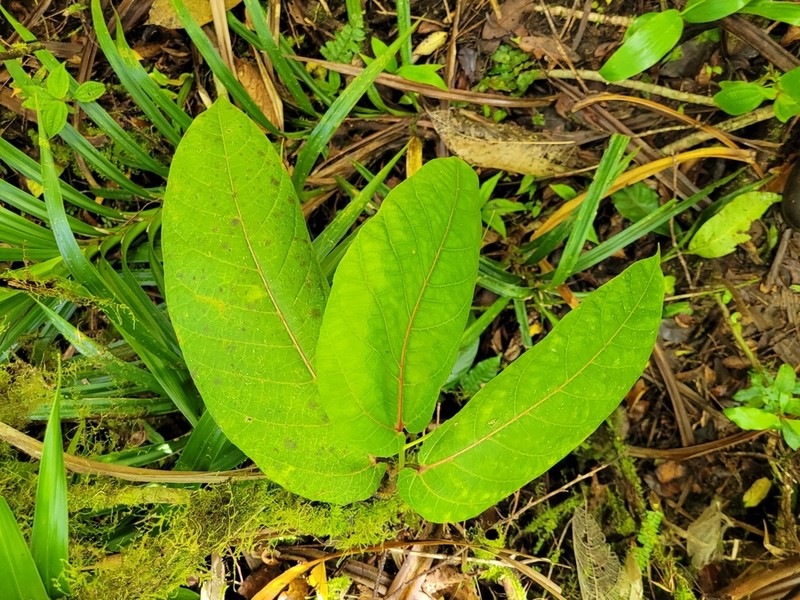 Ficus uniauriculata photo 5