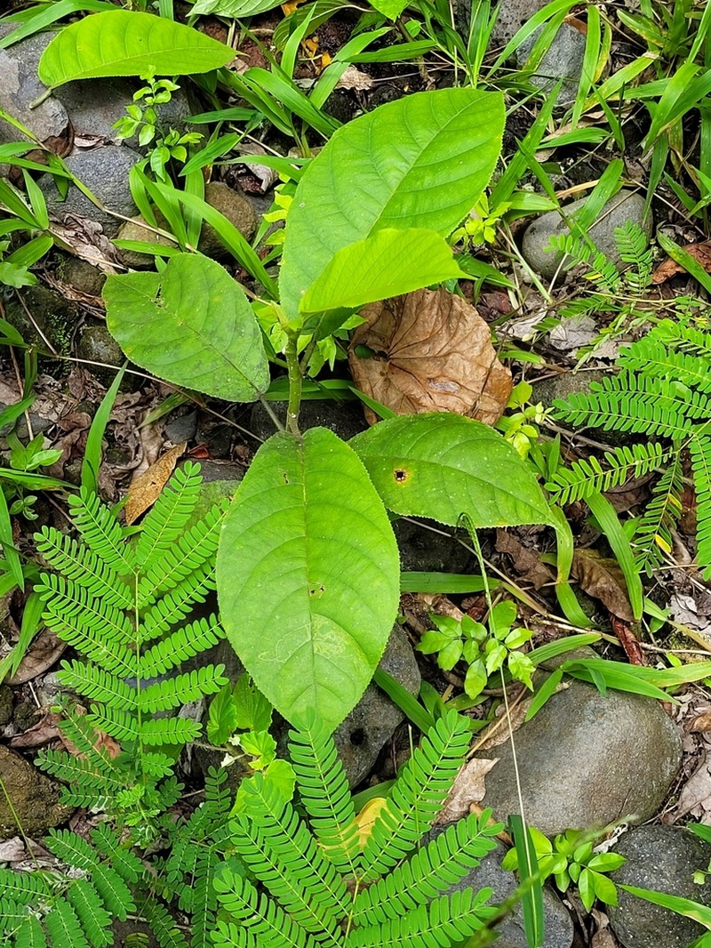 Ficus uniauriculata photo 6