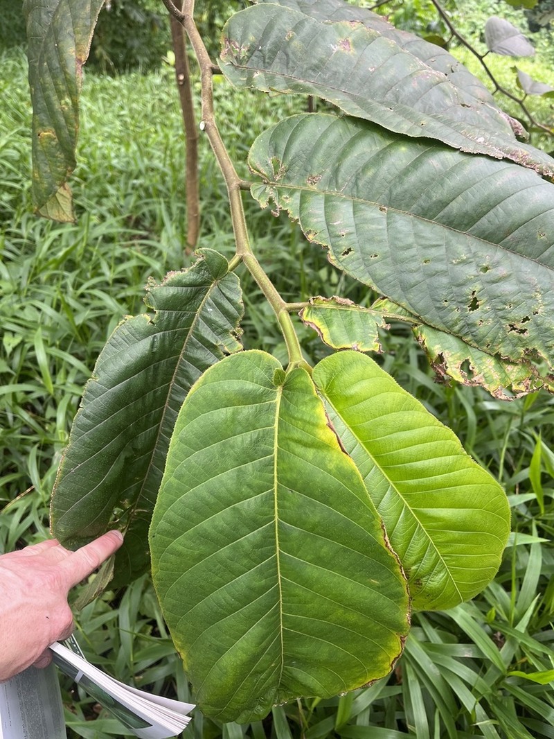 Ficus uniauriculata photo 7