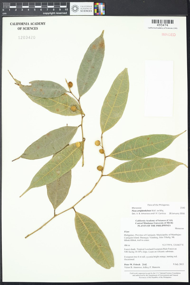 Ficus uniglandulosa