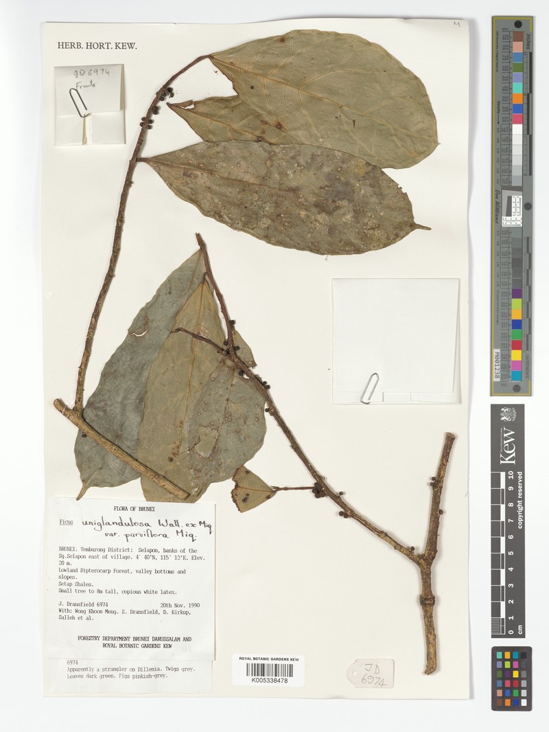 Ficus uniglandulosa photo 2