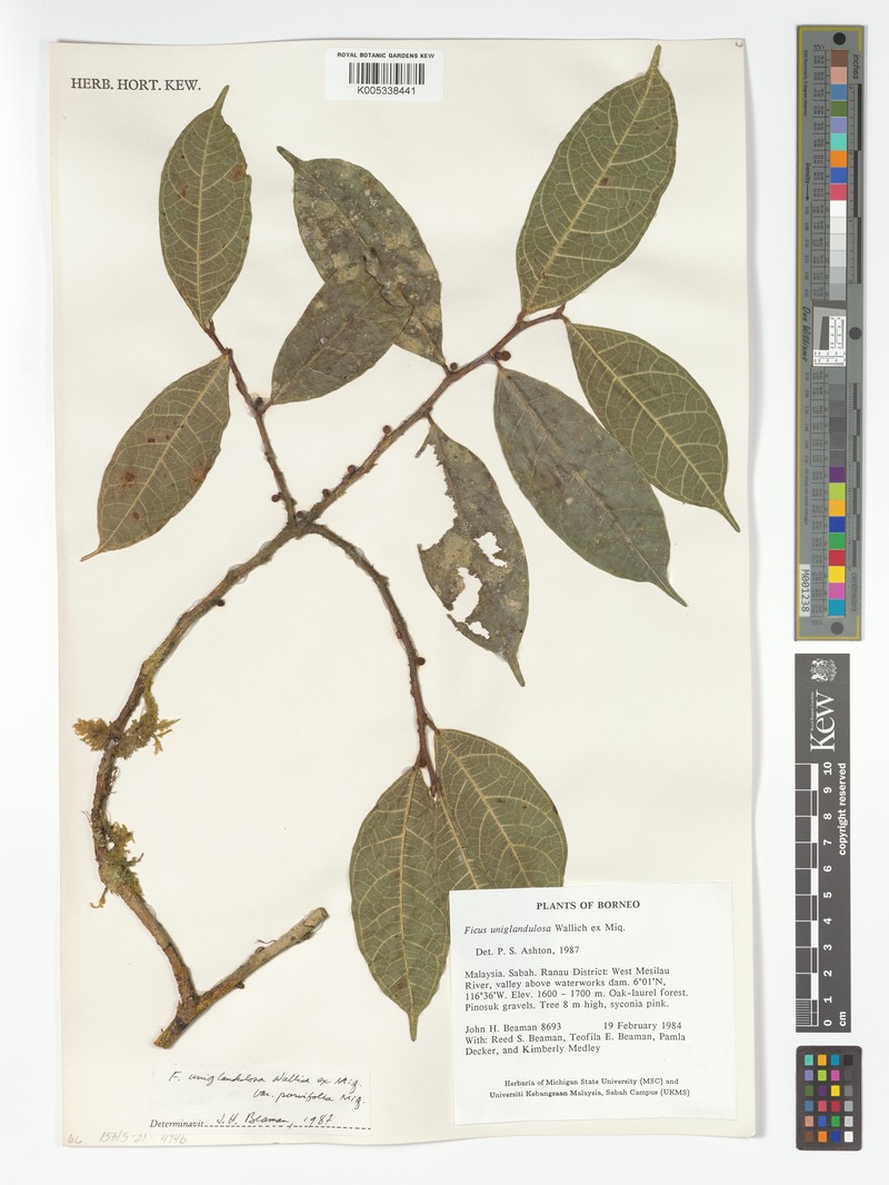 Ficus uniglandulosa photo 3