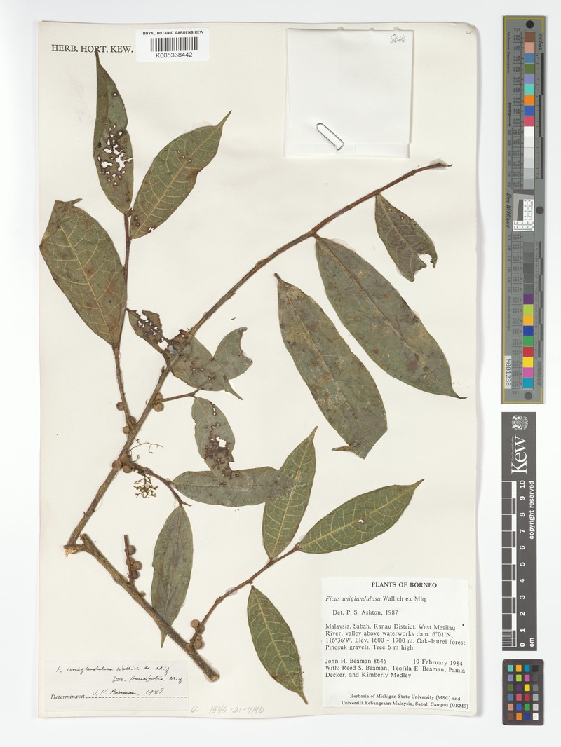 Ficus uniglandulosa photo 4