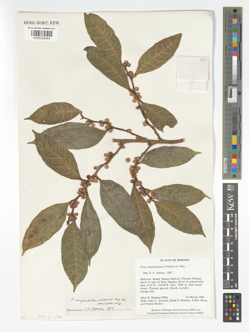 Ficus uniglandulosa photo 5