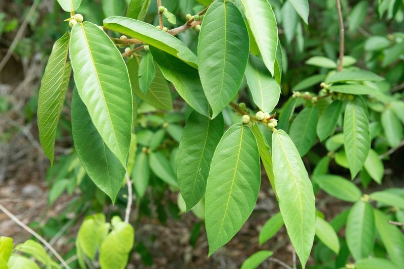 Ficus ursina
