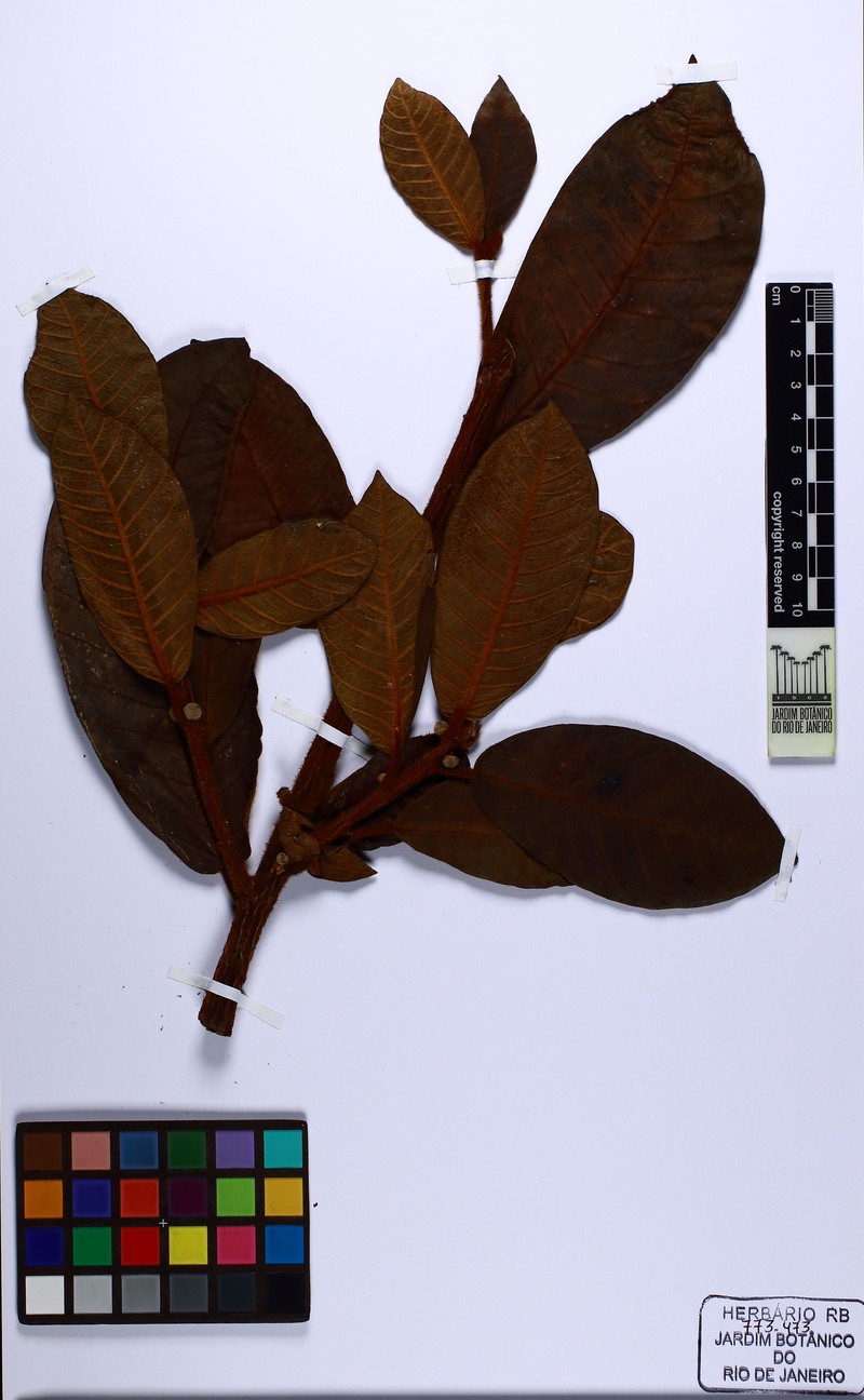 Ficus ursina photo 2