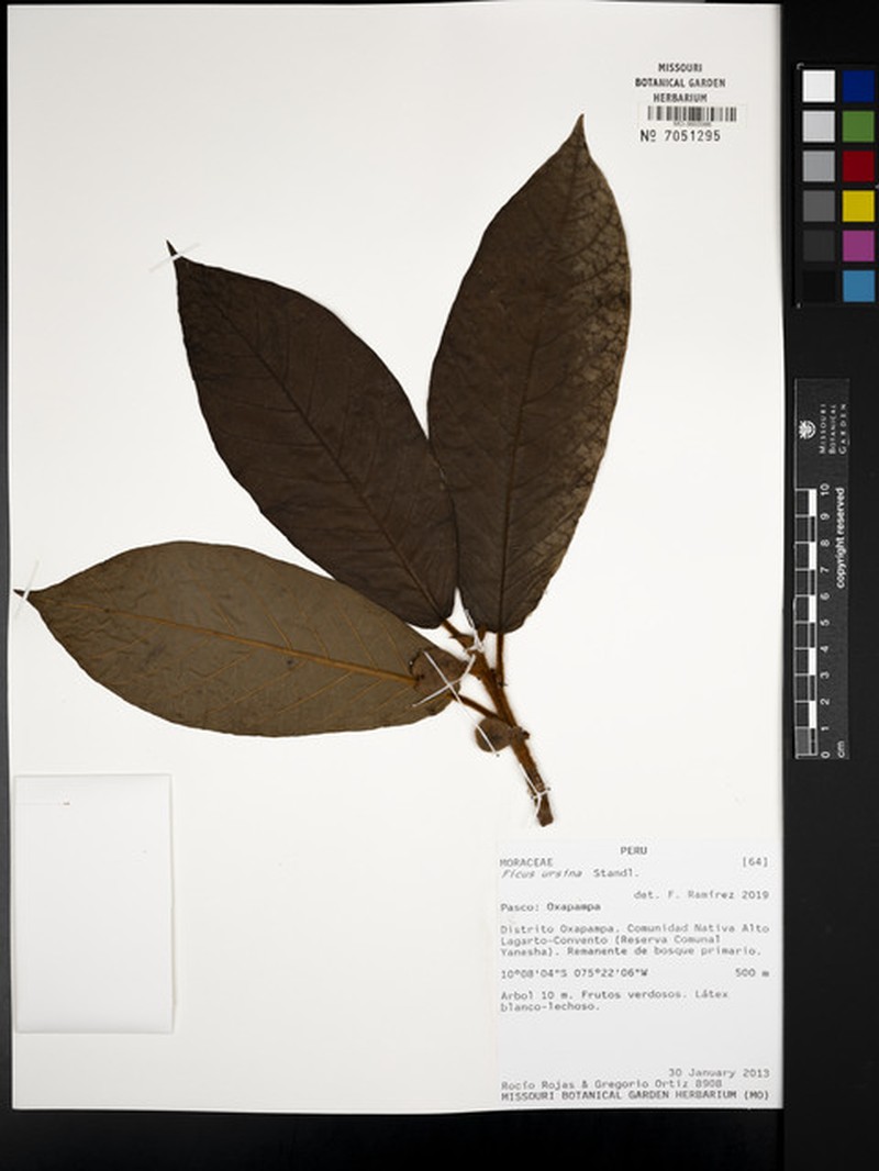 Ficus ursina photo 3