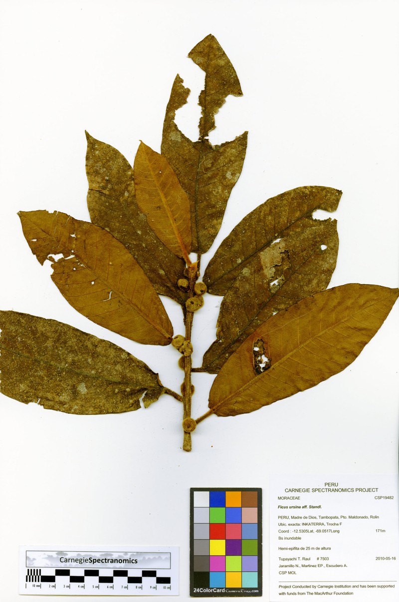 Ficus ursina photo 4