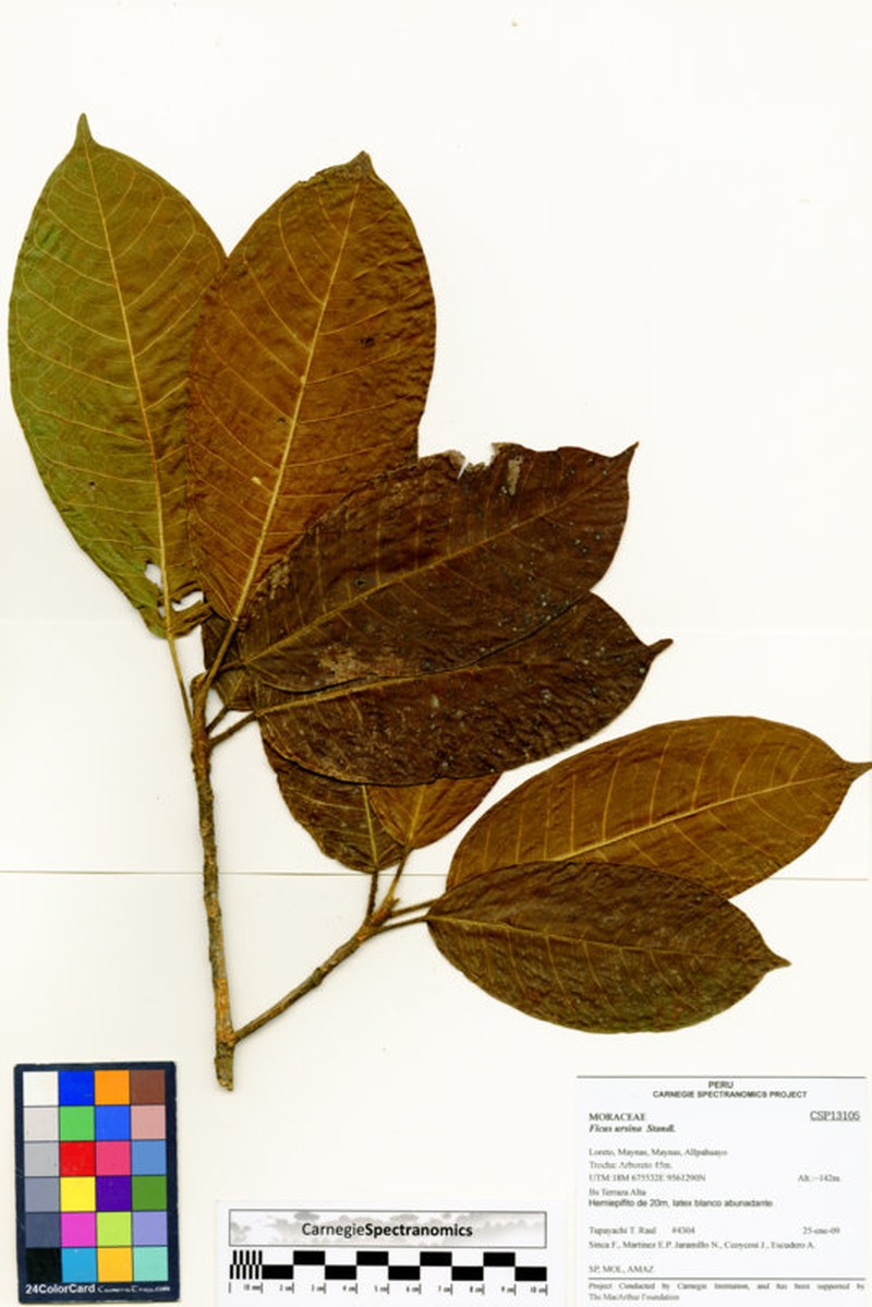 Ficus ursina photo 5