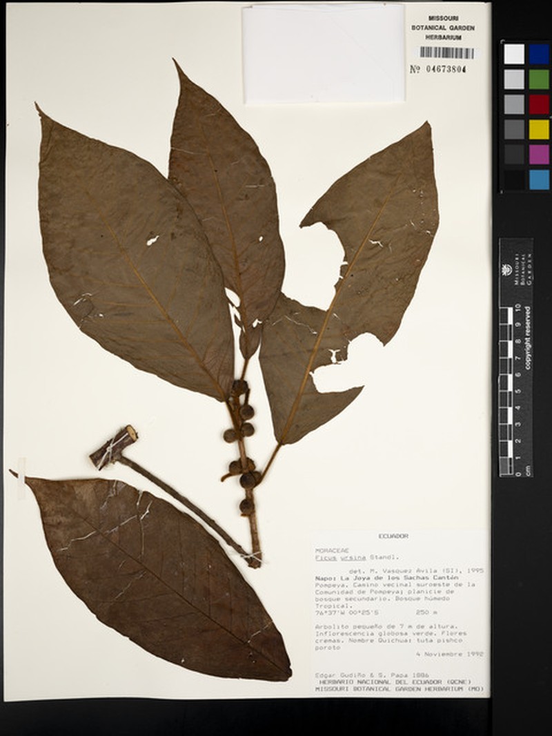 Ficus ursina photo 6