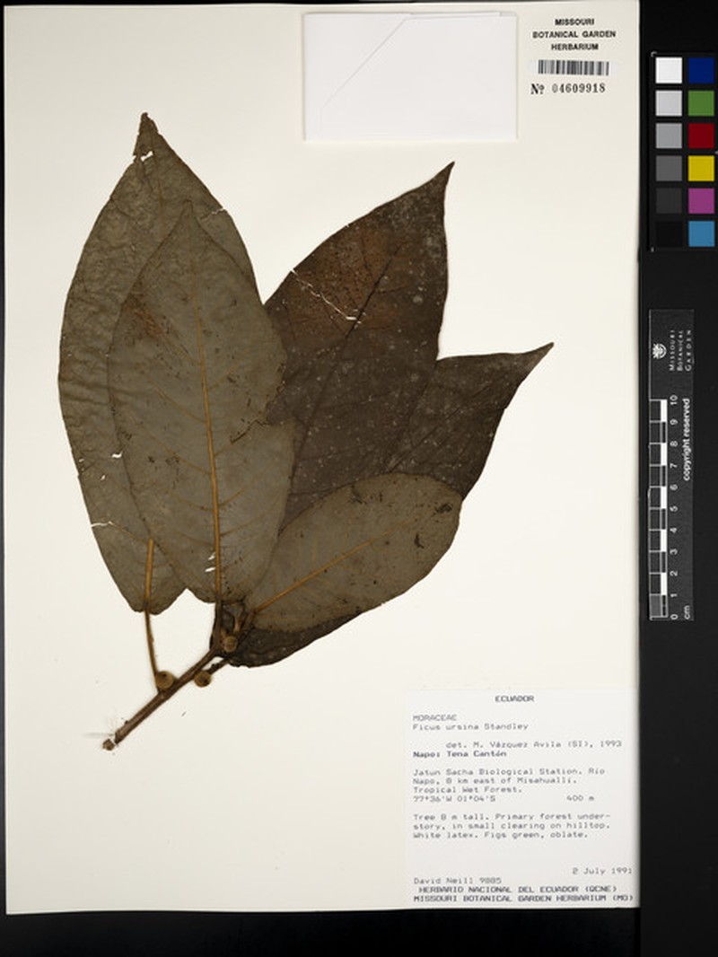 Ficus ursina photo 7
