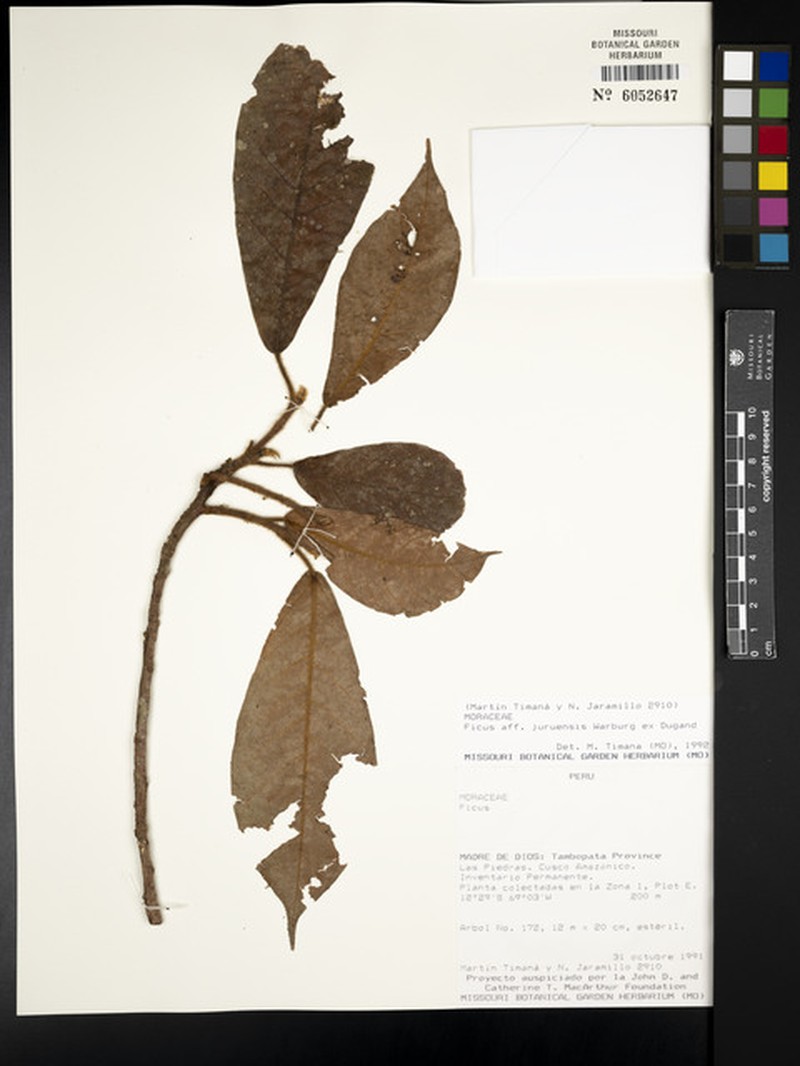 Ficus ursina photo 8