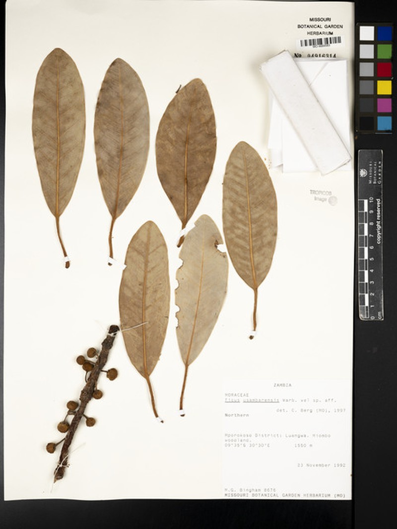Ficus usambarensis