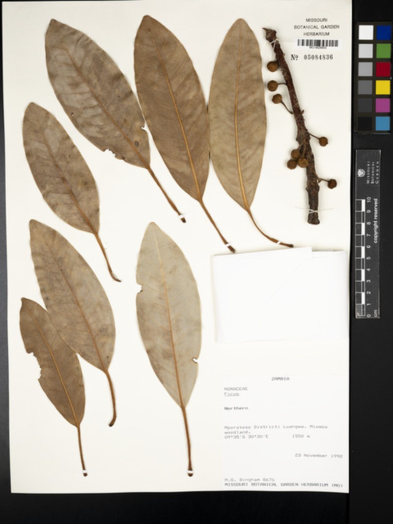 Ficus usambarensis photo 2