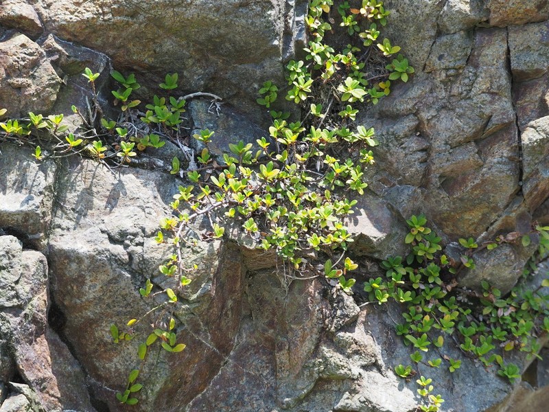 Ficus vaccinioides