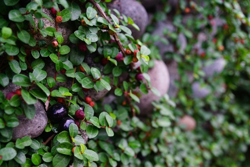Ficus vaccinioides photo 3