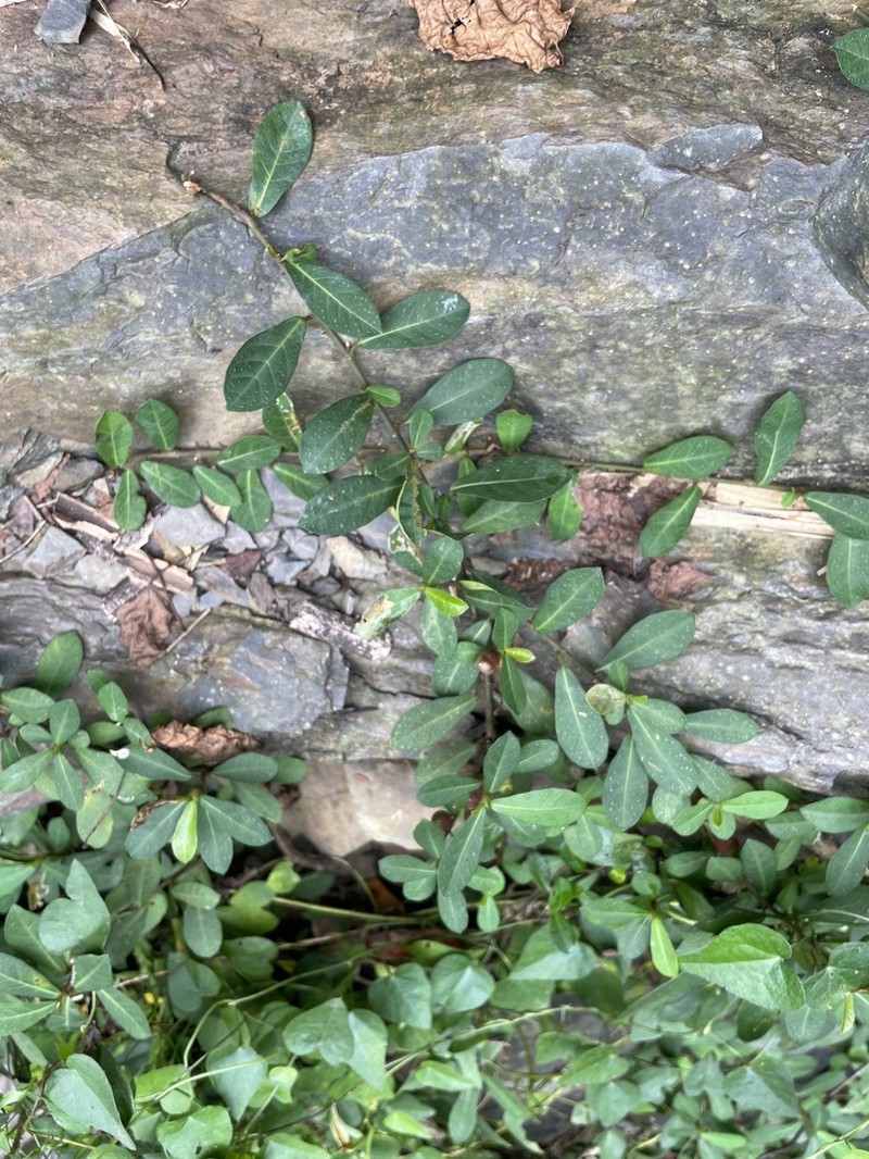 Ficus vaccinioides photo 4