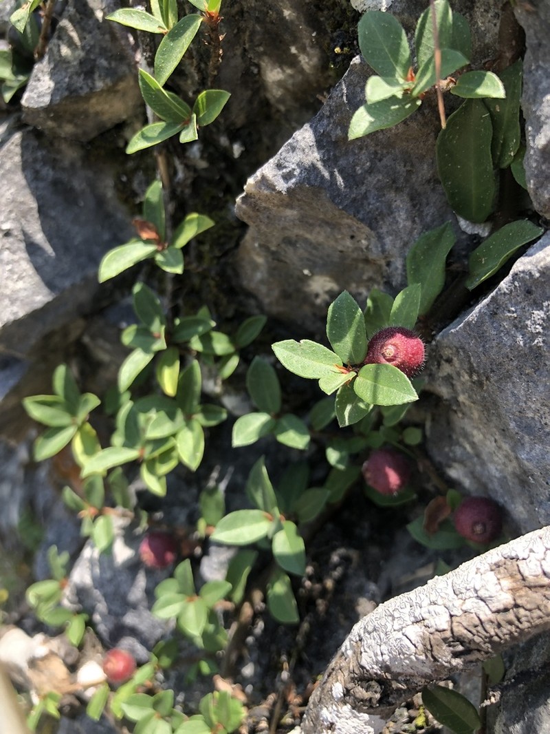 Ficus vaccinioides photo 5