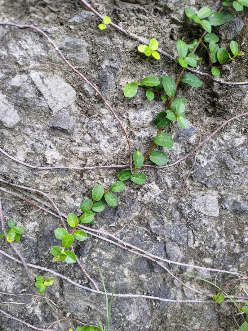 Ficus vaccinioides photo 6
