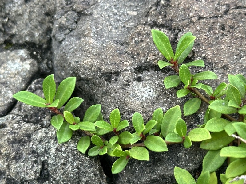 Ficus vaccinioides photo 7